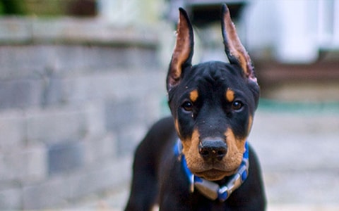 Cheap doberman puppies for hot sale sale