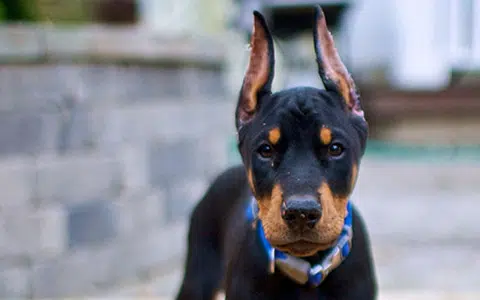 Dobermann puppies for sale near me