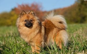 German-Spitz puppies for sale near me