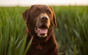 labrador retriever puppies for sale near me