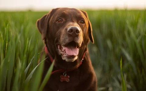 labrador retriever puppies for sale near me