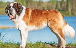 Saint-Bernard puppies for sale near me