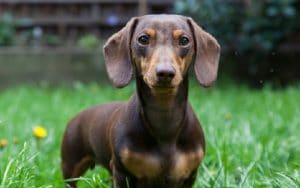 dachshund puppies for sale near me