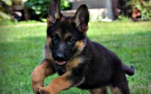 German Shepherd puppies for sale near me