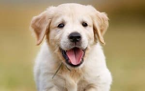 golden retriever puppies for sale near me