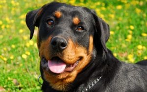 rottweiler puppies for sale near me