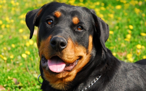 what is the price of rottweiler puppy in india