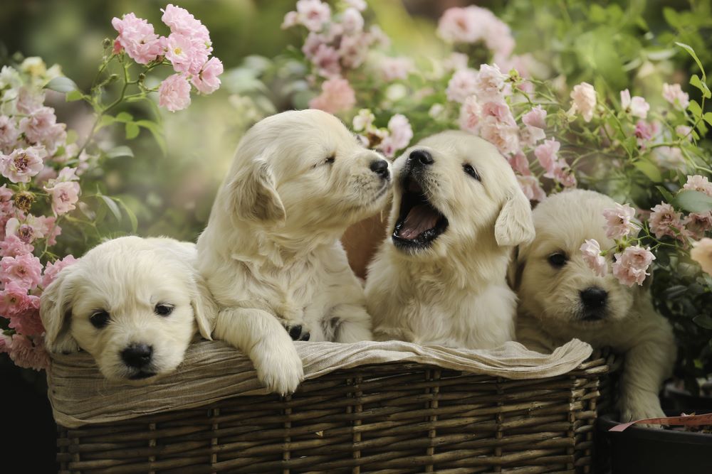 Pet shop shop golden retriever puppies