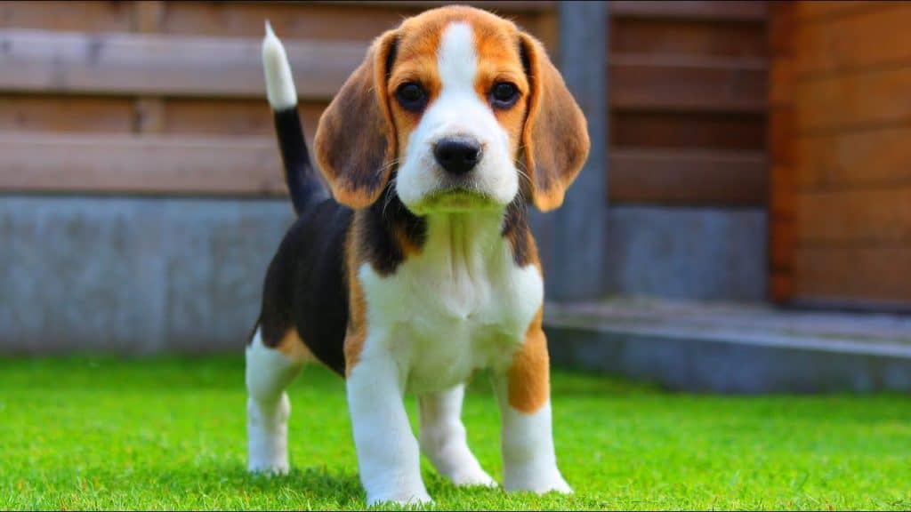 Beagle hounds best sale for sale