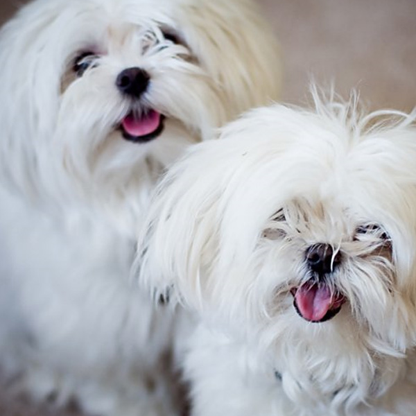 Shih-Tzu dog for sale in kolkata