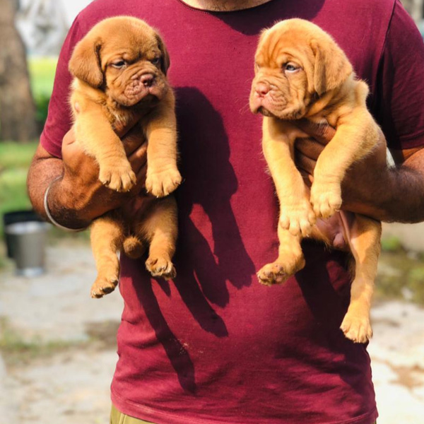 Low price dog for sale in kolkata