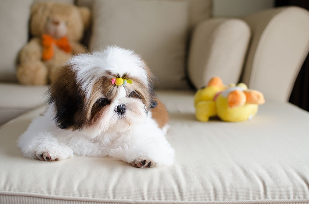 Pure shih best sale tzu for sale