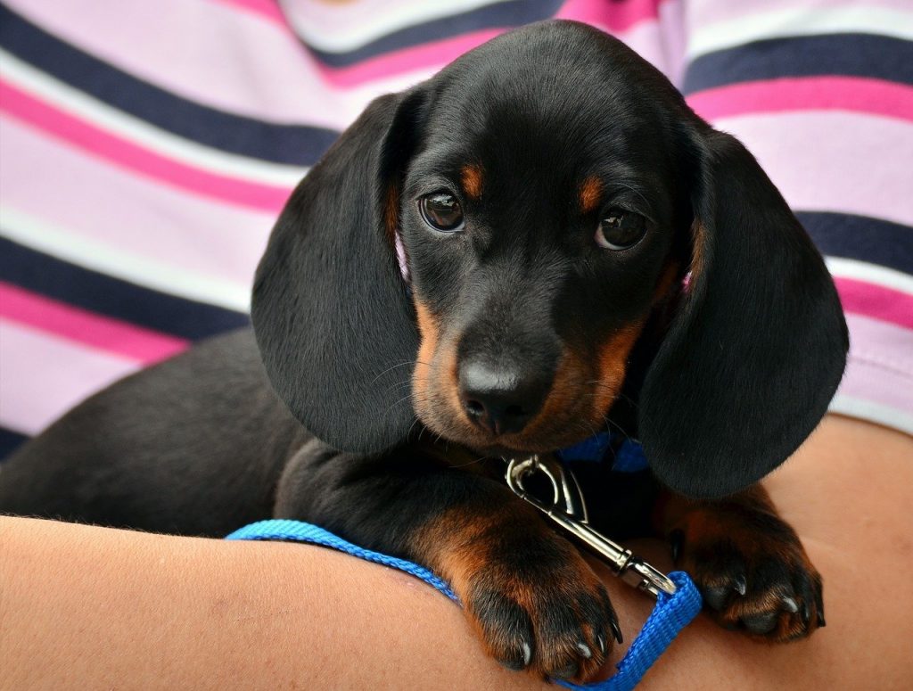 dachshund