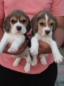 Beagle-for-sale-in-kolkata