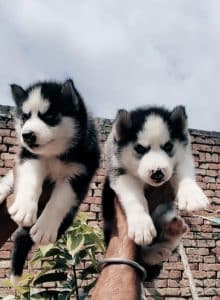 dog-for-sale-in-kolkata