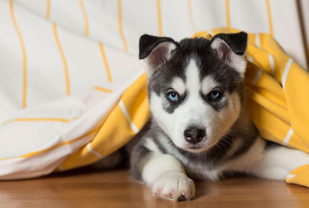 Husky dog for clearance sale near me