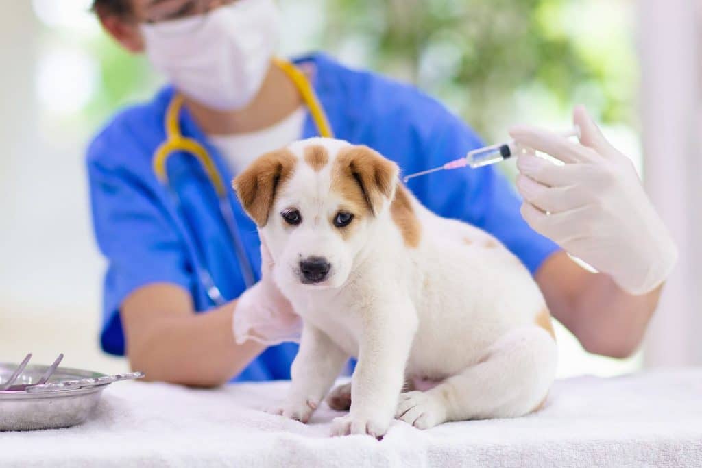 vaccine-for-dogs