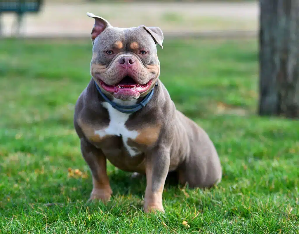an imposing dog of the americanbully breed