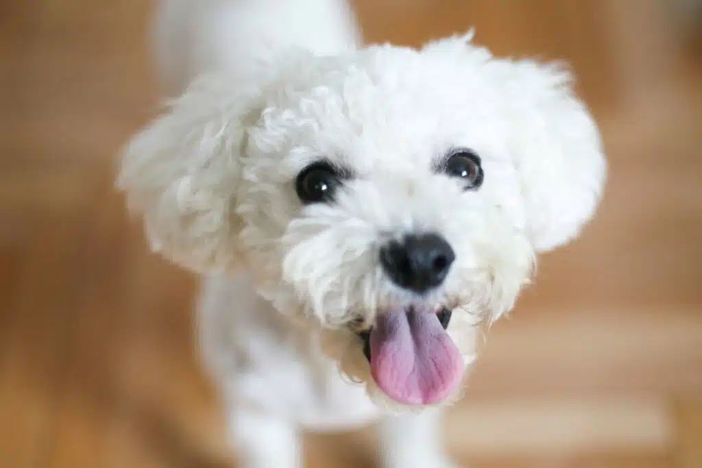 Happy cute Bichon Frise dog lying on parquet floor.