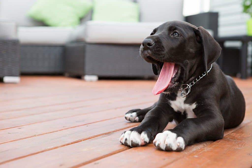 6 weeks old great dane puppy Yawning outdoor