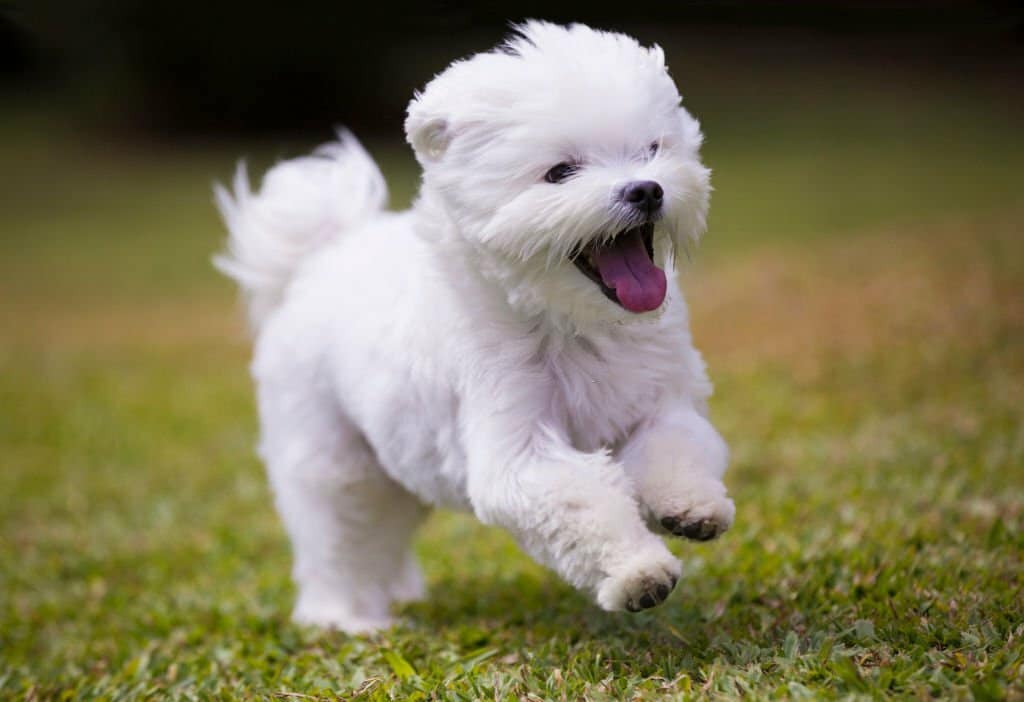 white maltese dog playing and running on green grass and plants background