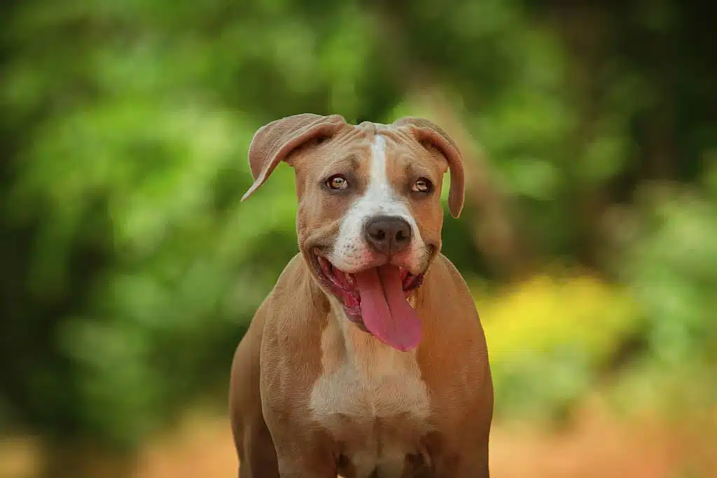 Portrait of a puppy on the nature close up. Pitbull. 4 months of age.