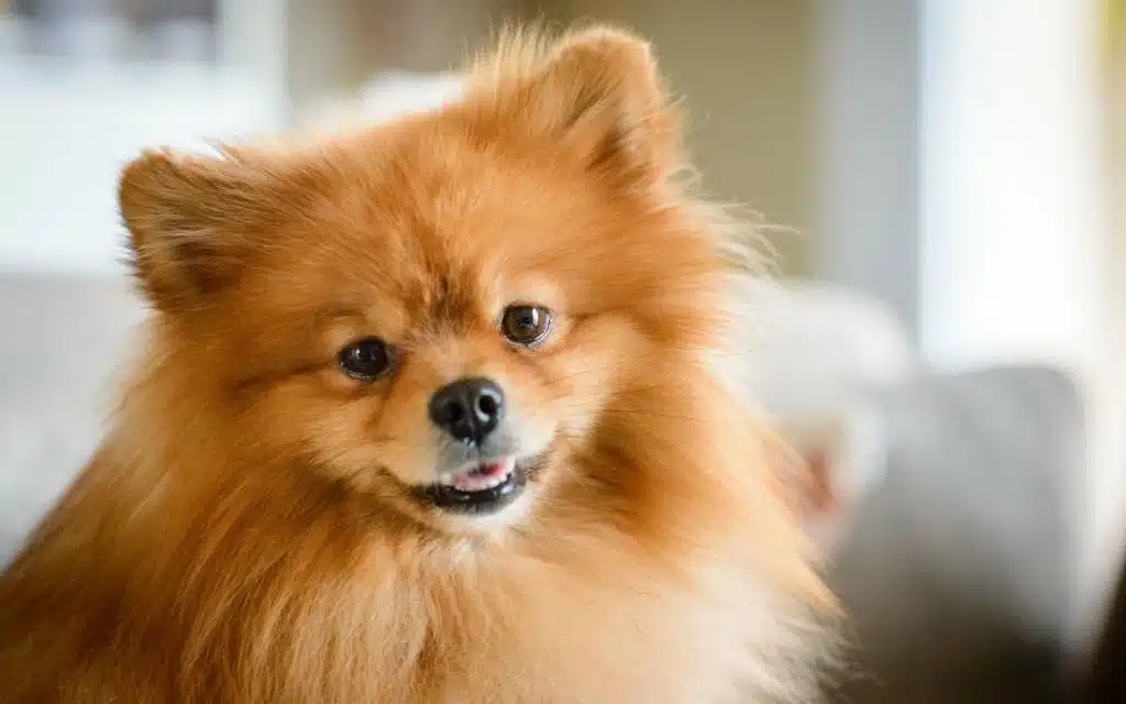 A handsome and content, brown fluffy Pomerain dog sitting on the sofa.