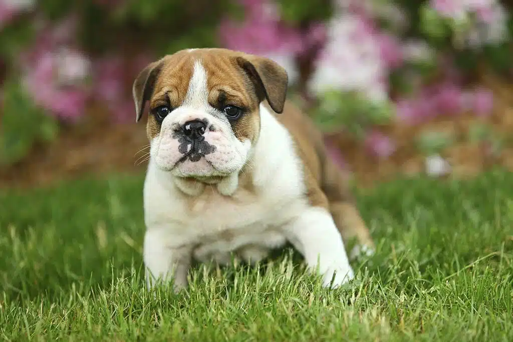 english bulldog puppy kolkata