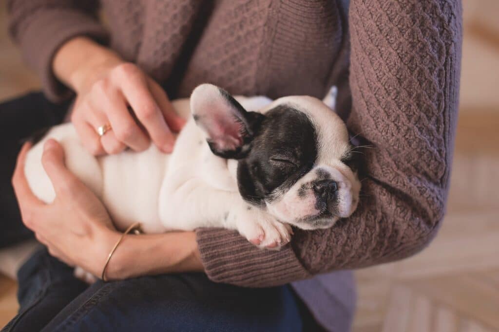 A Guide to Choosing the Perfect Name for Your Female Puppy