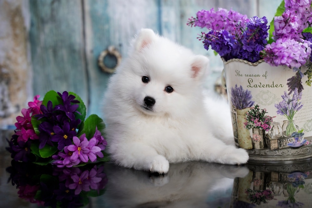 dog for sale in kolkata