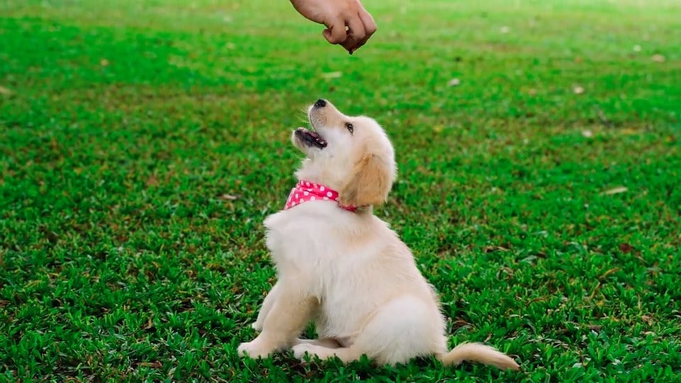 Best Dog Adoption Center near me