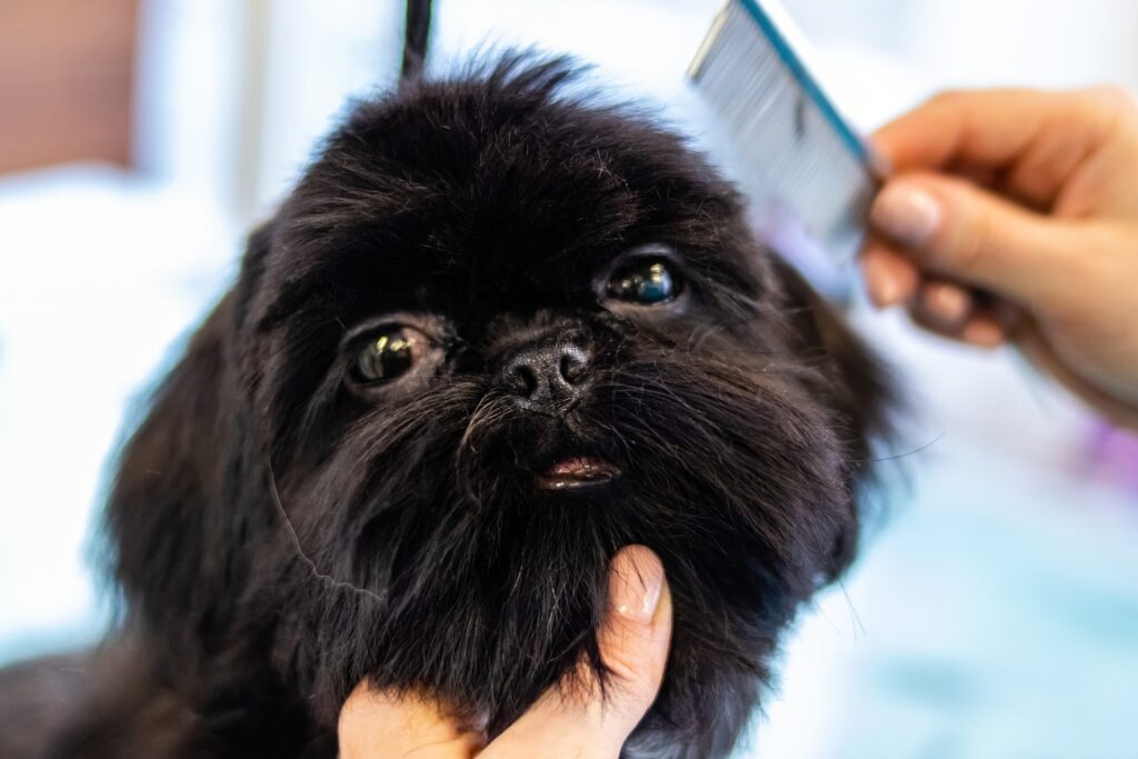 Dog Care Tips for Pet Parents