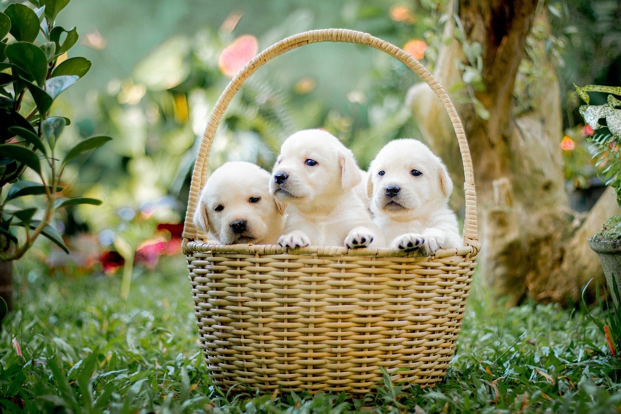 Labrador Puppy Prices in Kolkata