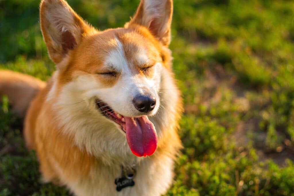 Tips for Teaching an Old Dog New Tricks 3