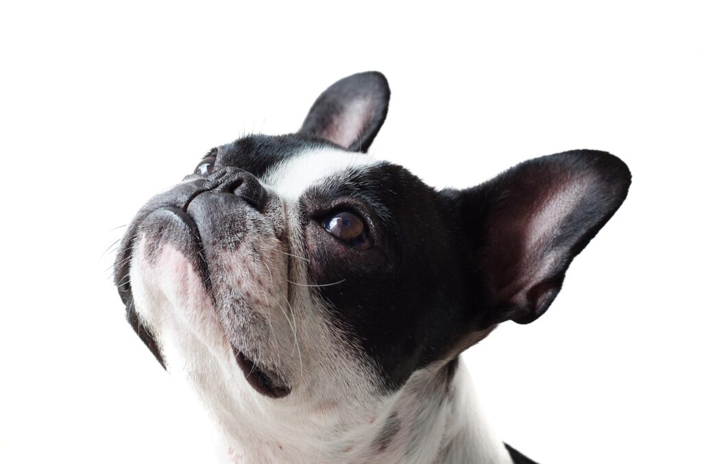 Tips for Teaching an Old Dog New Tricks