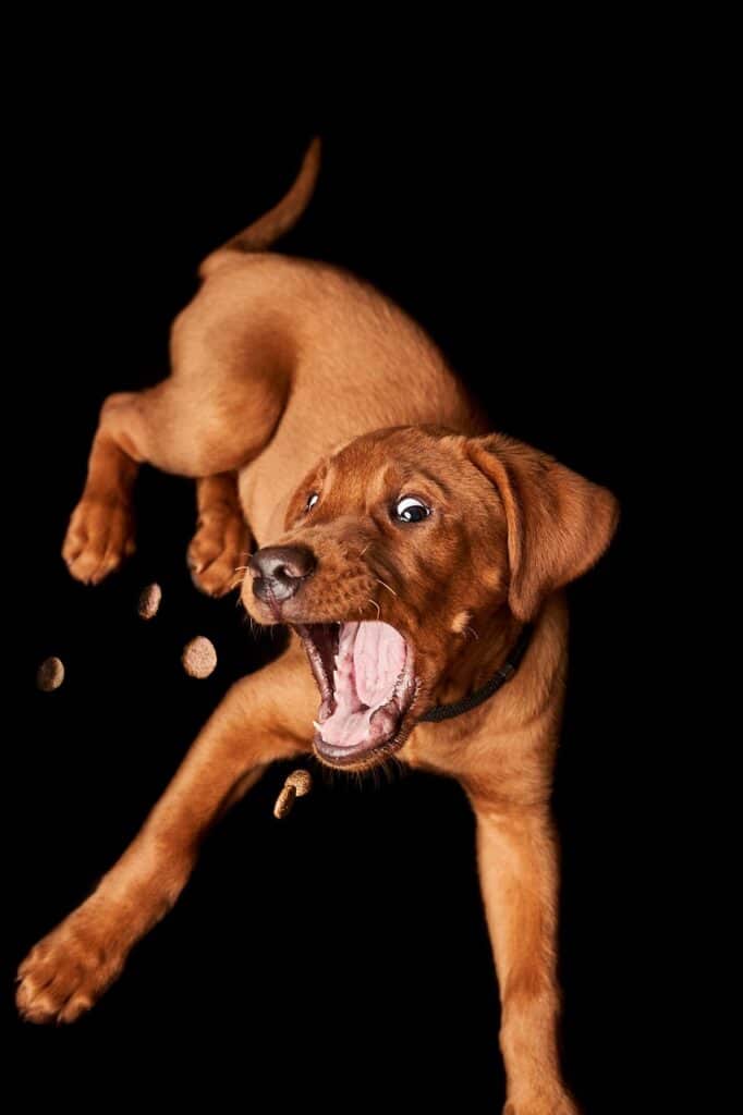 Puppy Teething