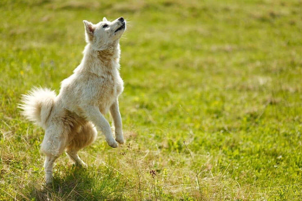 Tips for Teaching an Old Dog New Tricks 1