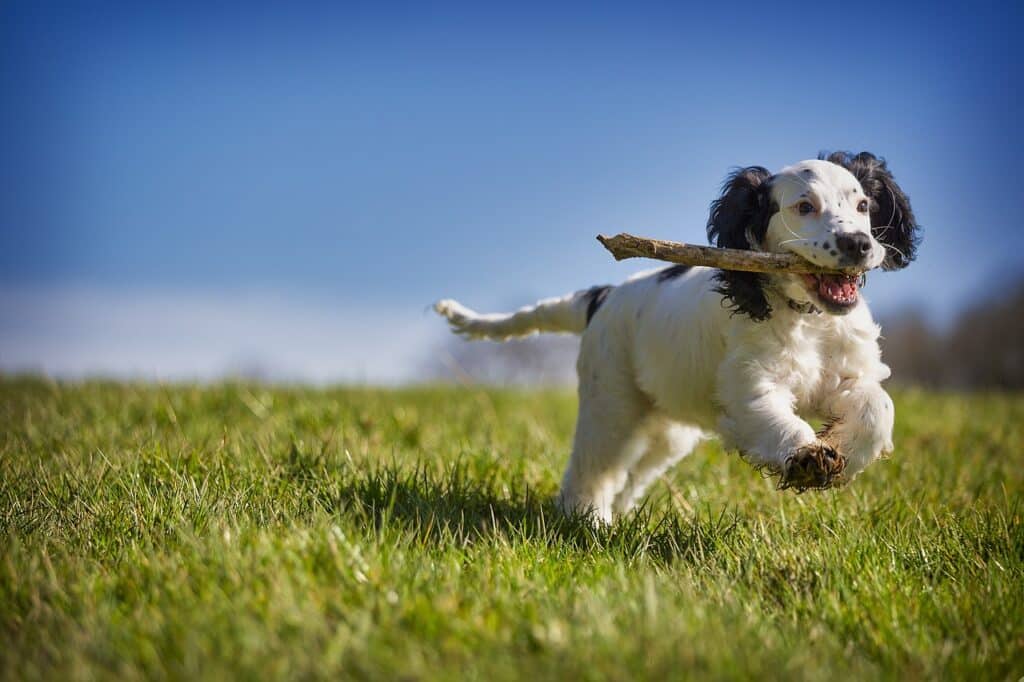 Teething Puppy 2