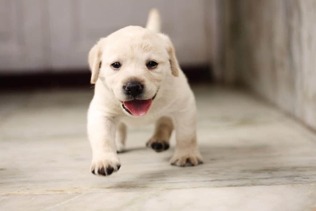 Labrador puppy in Malda
