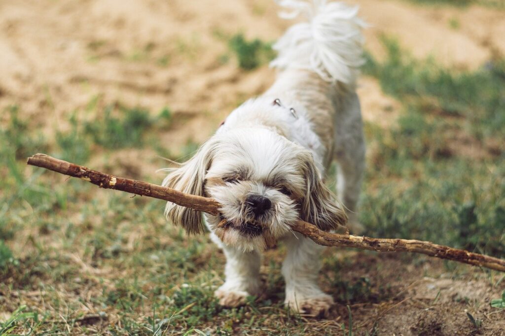 puppy price