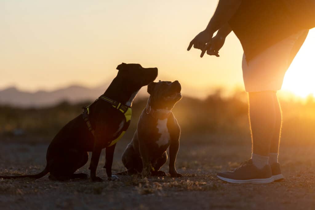 Dog Price