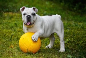 english-bulldog-562723_1280 Dog Age Calculated